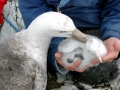 Giant Petrel