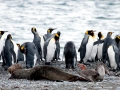Giant Petrel