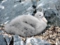 Giant Petrel
