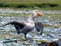 Giant Petrel