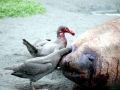 Giant Petrel