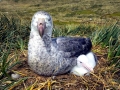 Giant Petrel