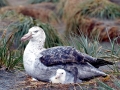 Giant Petrel