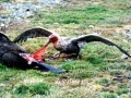 Giant Petrel