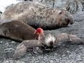 Giant Petrel