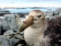 Giant Petrel
