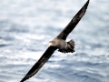Giant Petrel