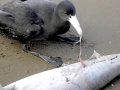 Giant Petrel