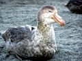 Giant Petrel