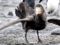 Giant Petrel