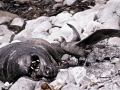 Giant Petrel