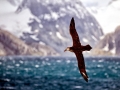 Giant Petrel