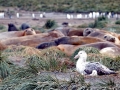 Giant Petrel