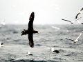 Giant Petrel
