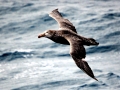 Giant Petrel