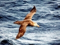 Giant Petrel