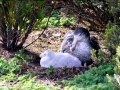 Giant Petrel