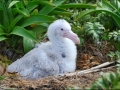 Giant Petrel