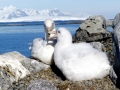 Giant Petrel