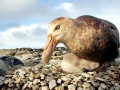 Giant Petrel
