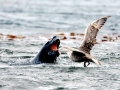 Giant Petrel