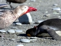Giant Petrel