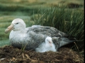 Giant Petrel