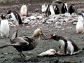 Giant Petrel