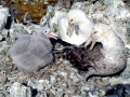 Giant Petrel