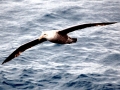 Giant Petrel
