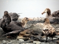 Giant Petrel