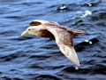 Giant Petrel