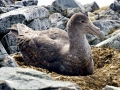 Giant Petrel