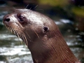 Giant River Otter