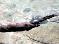Giant River Otter