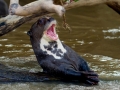 Giant River Otter