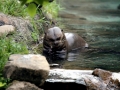 Giant River Otter