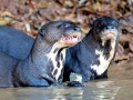 Giant River Otter