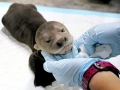Giant River Otter