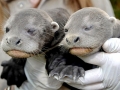 Giant River Otter