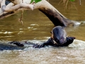 Giant River Otter