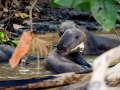 Giant River Otter