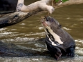 Giant River Otter