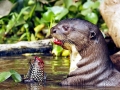 Giant River Otter