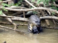 Giant River Otter