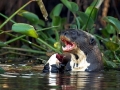Giant River Otter