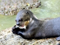 Giant River Otter
