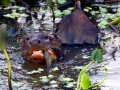 Giant River Otter