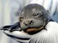 Giant River Otter