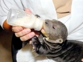 Giant River Otter